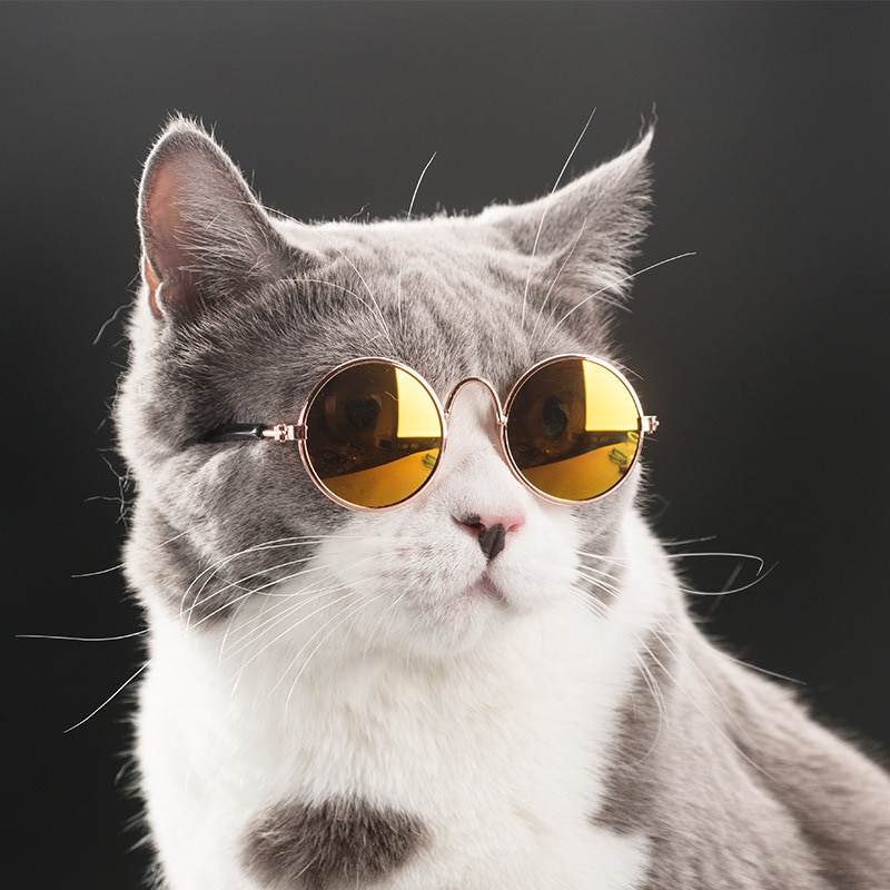 cat wears glasses
